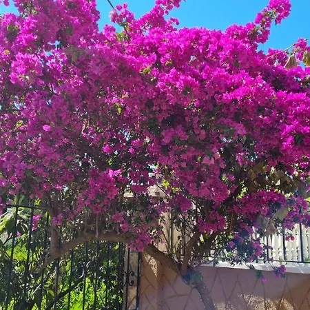 Camelia Oda ve Kahvaltı Alanya