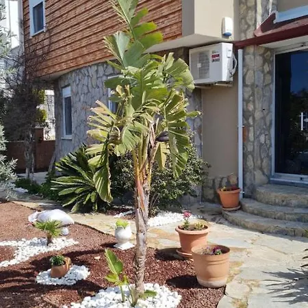 Camelia
